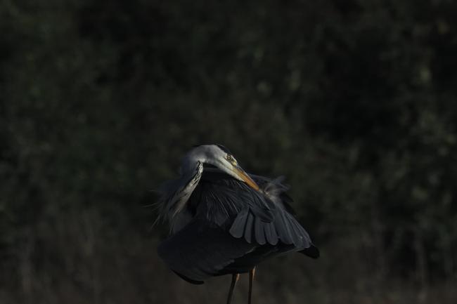 heron