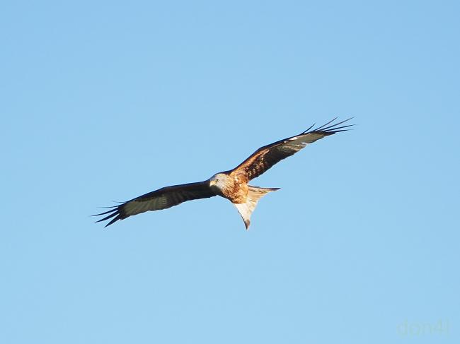 Red Kite