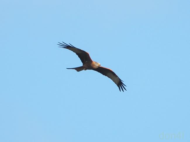 Red kite