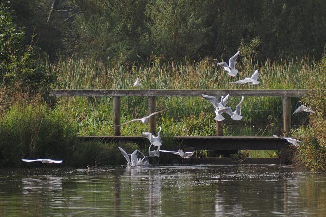 seagulls