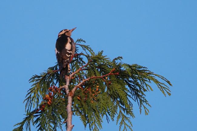 woodpecker