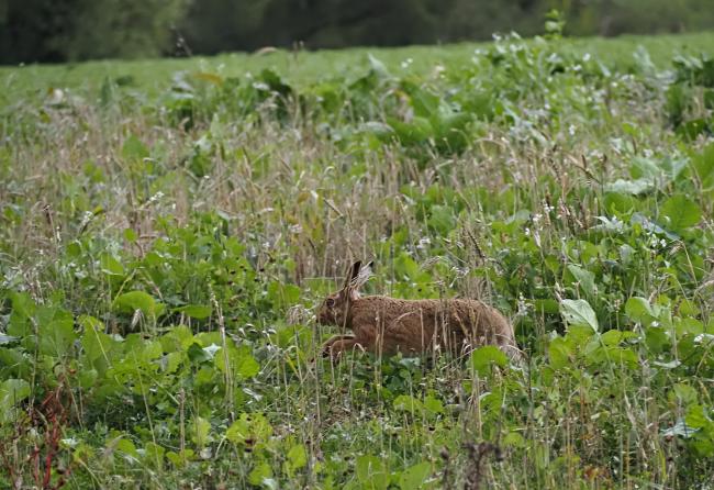 hare