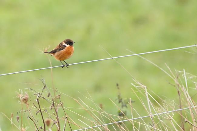 Stonechat