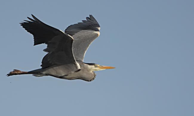 Heron