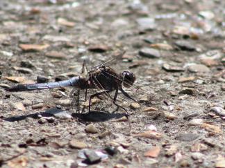 Dragon Fly