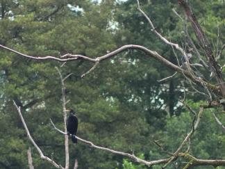 cormorants