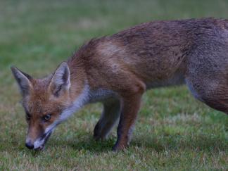 fox