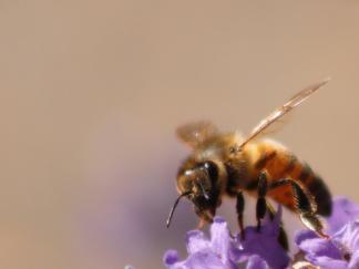 bee