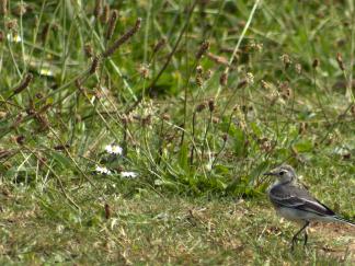 wagtail