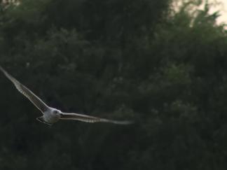 in flight