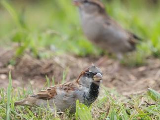 birds