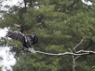 cormorant