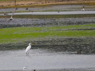 egret