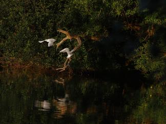 Seagulls in flight