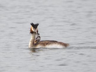 grebe