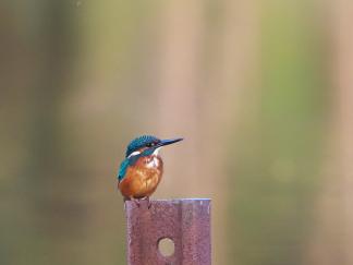 kingfisher