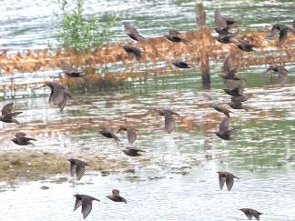 starlings