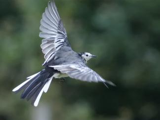 wagtail