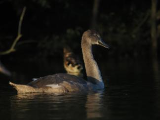 cygnet