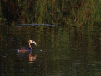 grebe