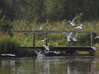 seagulls