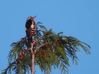 woodpecker