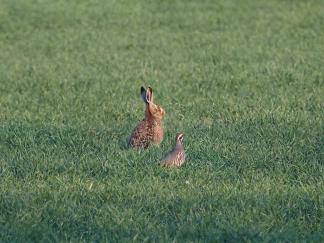 hares
